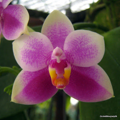 Phalaenopsis violecea at OrchidBLiss