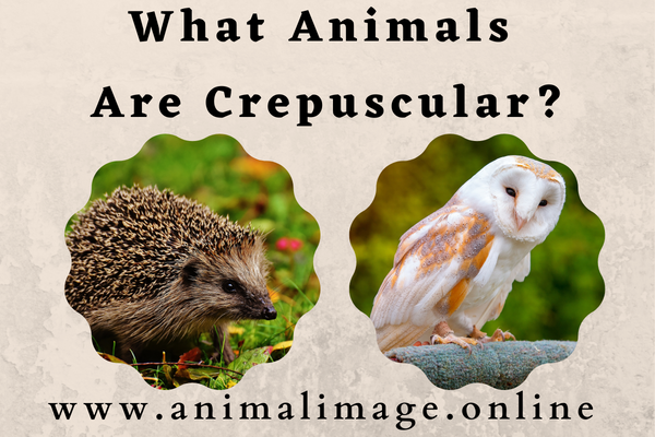 What Animals Are Crepuscular