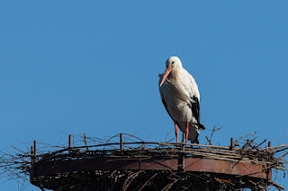 Wildlifefotografie Lippeaue Weißstorch Olaf Kerber