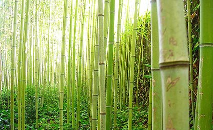 plantação bambu blog usimak