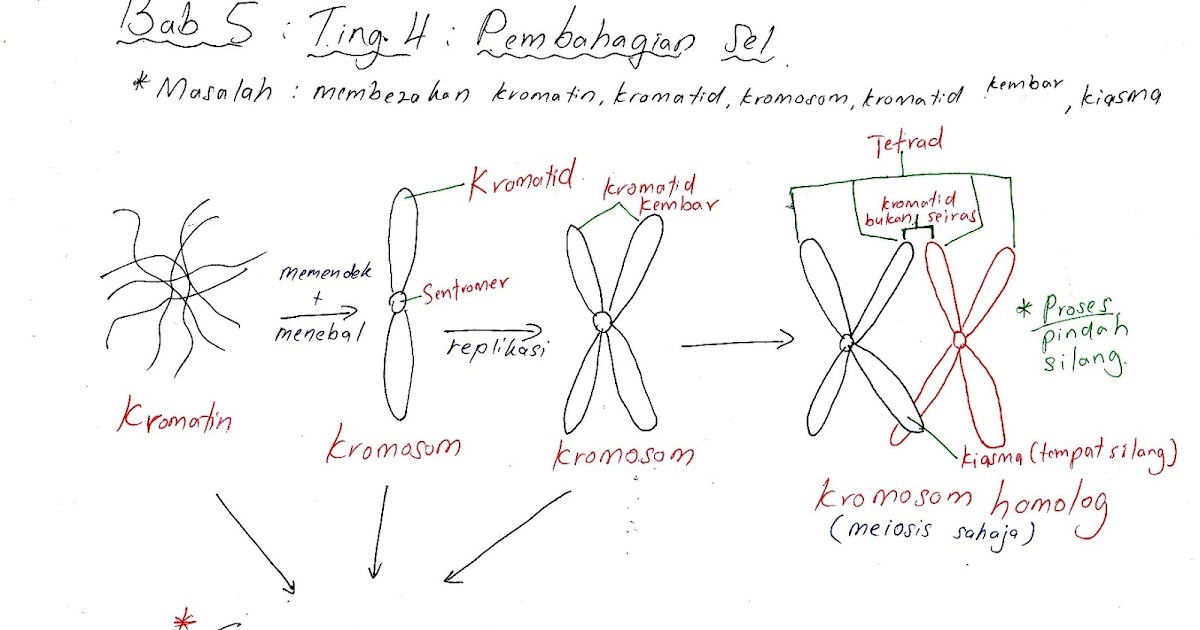 Soalan Biologi Tingkatan 4 Bab 2 Kertas 2 - Kuora i