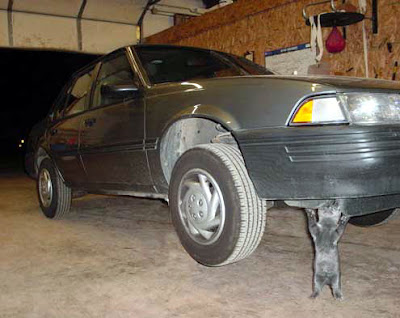 Funny Cat Lifting The Car