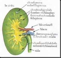 images[1]