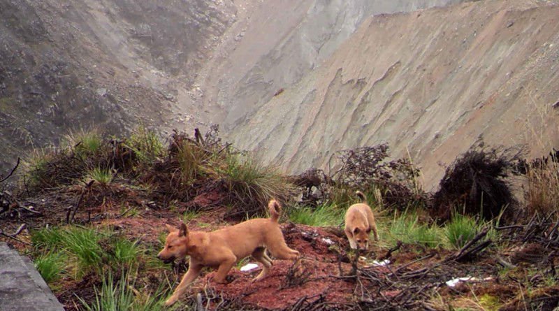 The World's Rarest and Most Ancient Dog Has Just Been Re-Discovered in the Wild