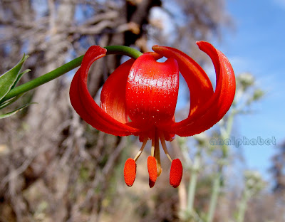 Лилия халцедонская / Лилия халкедонская (Lilium chalcedonicum)