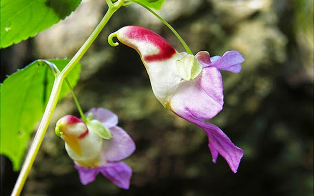 Impatiens psittacina