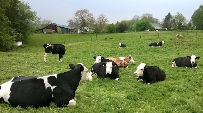 Poor Cow Screamed Believing She Was Going To A Slaughterhouse But Instead, She Saw Freedom For The First Time