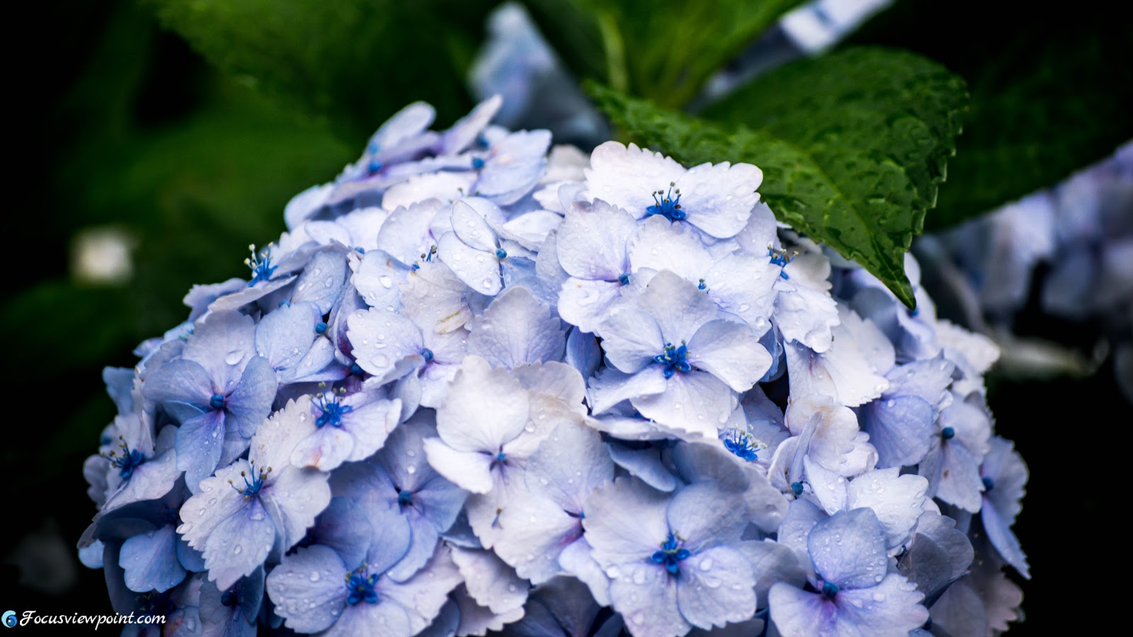 The Japanese Rainy Season S Flower Blue Hydrangea Ajisai あじさい Focus Viewpoint