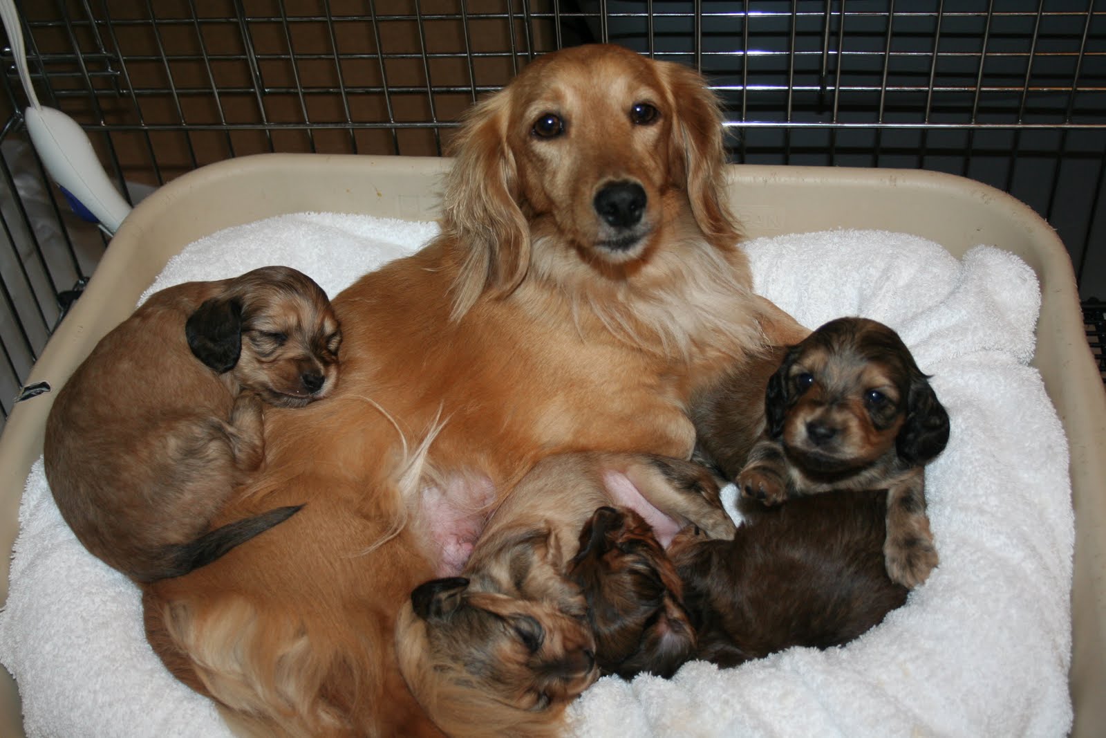 Salter Dachshunds MINIATURE LONGHAIRED DACHSHUNDS