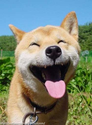 Funny smiling dog.