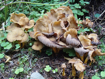 grzyby 2016, grzyby w październiku, grzyby w okolicy Krakowa, szmaciak gałęzisty siedzuń sosnowy Sparassis crispa, podgrzybek brunatny Boletus badius, Pieprzniki trąbkowe Cantharellus tubaeformis, Chlorophyllum rachodes czubajka czerwieniejąca, grzybówka Mycena, gąsówka fioletowawa, gąsówka naga Lepista nuda, Łysiczka ceglasta [maślanka ceglasta] - Hypholoma sublateritium, 