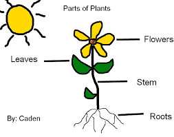 http://www.bbc.co.uk/schools/scienceclips/ages/7_8/plants_grow.shtml