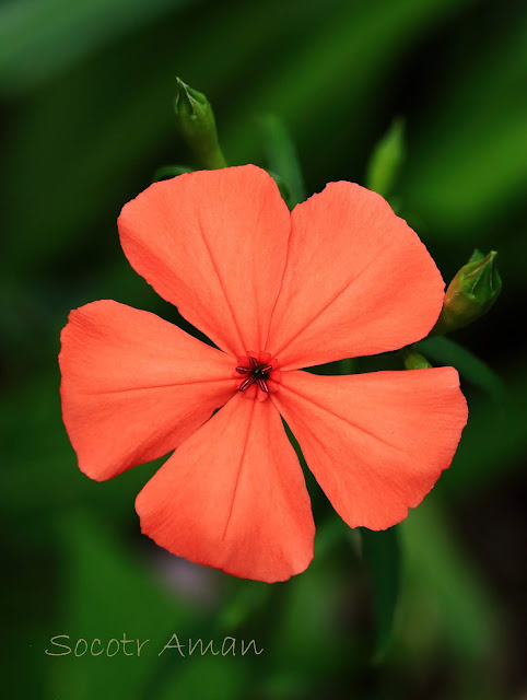 Lychnis miqueliana