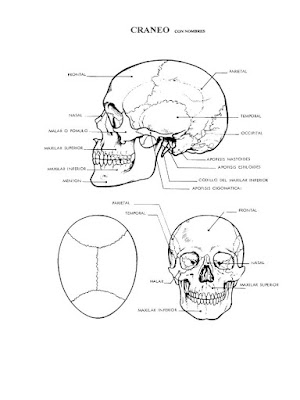 Esquema del cráneo conn nombres