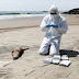 Checking a dead otter for bird flu infection last year on Chepeconde Beach in Peru.