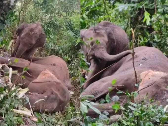 ചരിഞ്ഞ തള്ളയാനയ്ക്ക് സമീപത്തു നിന്നും മാറാതെ നിന്ന് കുട്ടിയാന; കരളലിയിക്കും കുട്ടിയാന