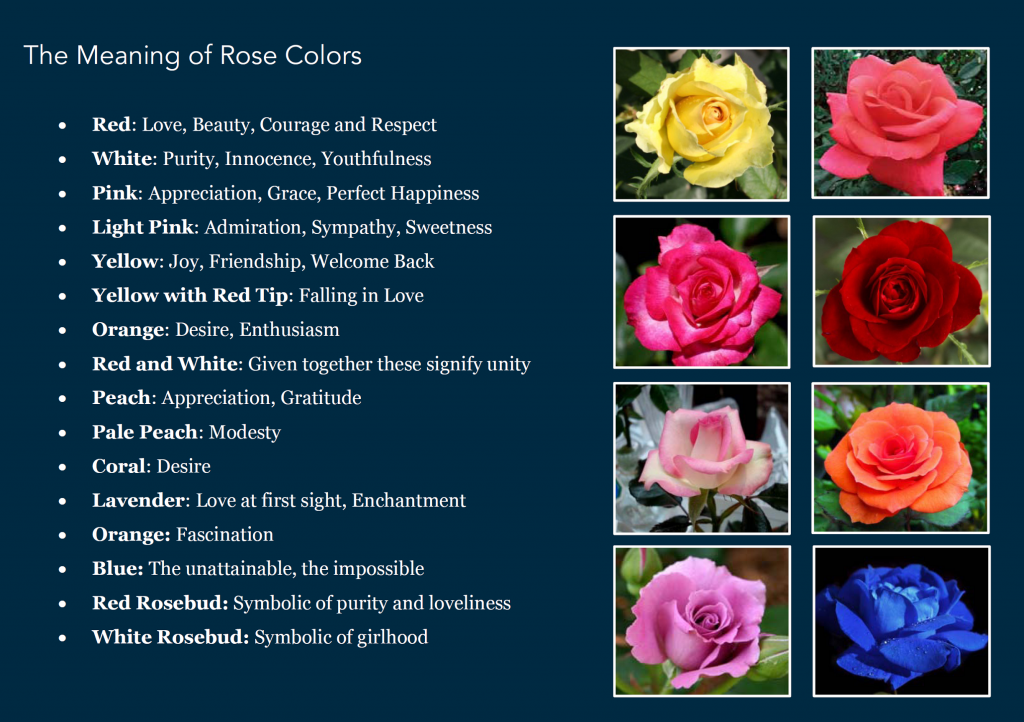 types of flowers names and pictures Meaning Each Color Roses | 1024 x 722