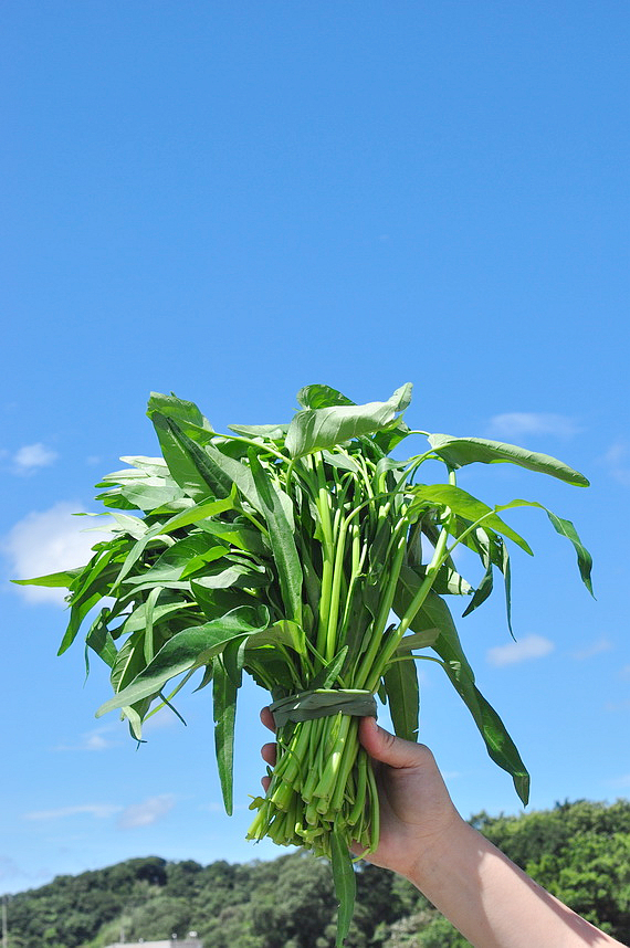 天天都好菜 不怕豔陽天的蔬菜 三