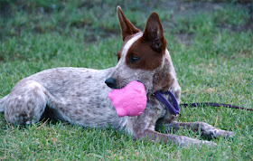 Red heeler with pink pig toy