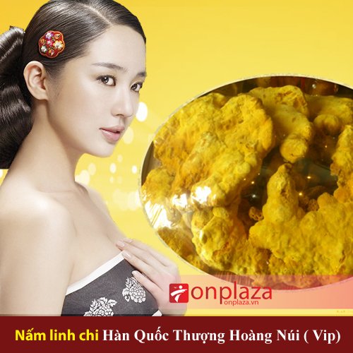 Nấm linh chi thượng hoàng