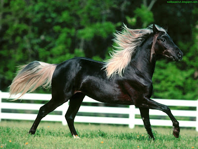 Horse Standard Resolution Wallpaper 57