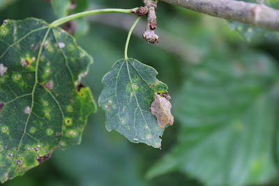 Gehakkelde Bladroller - - Acleris emargana