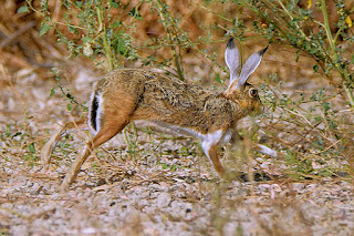 liebre-iberica-lepus-granatensis-corriendo-