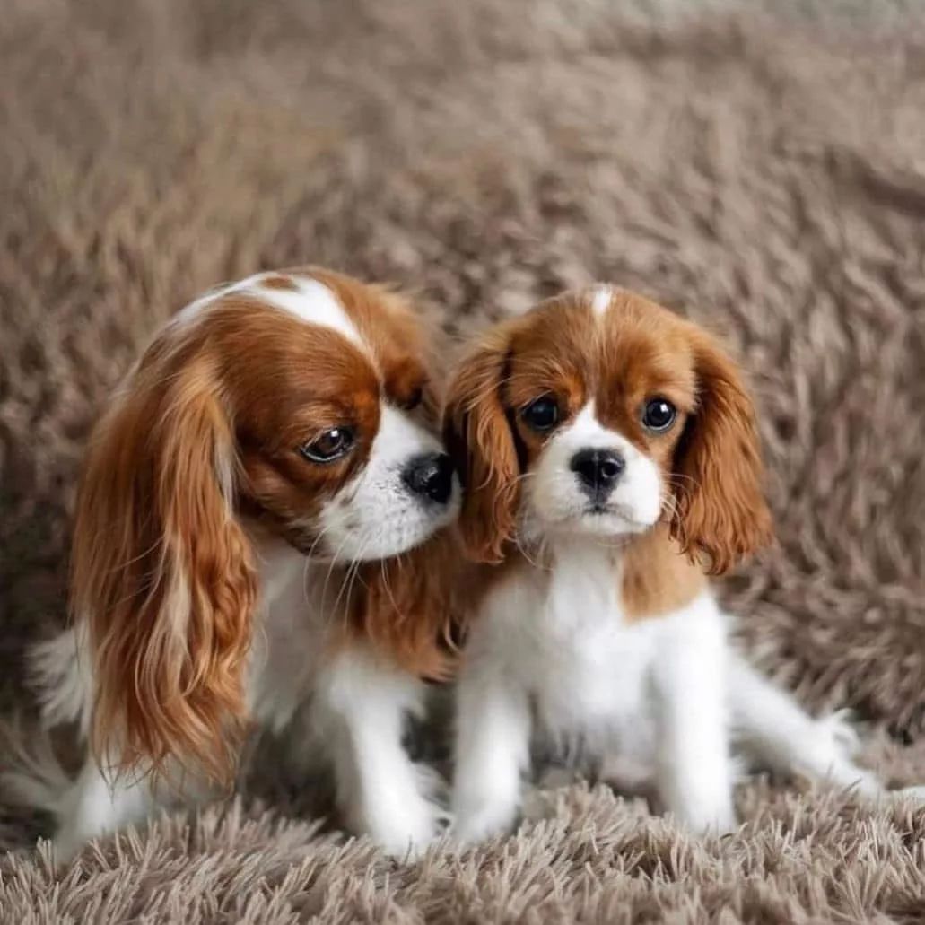 Cavalier King Charles puppies