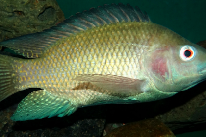 MENGENAL IKAN TILAPIA