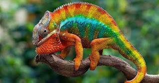 10 Fun Facts about Chameleons