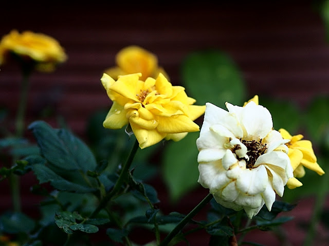 SMC Pentax-M 100mm 1:2.8, Vintage Lens Test, In the Garden I 03