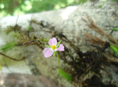 Elodea (Egeria najas)