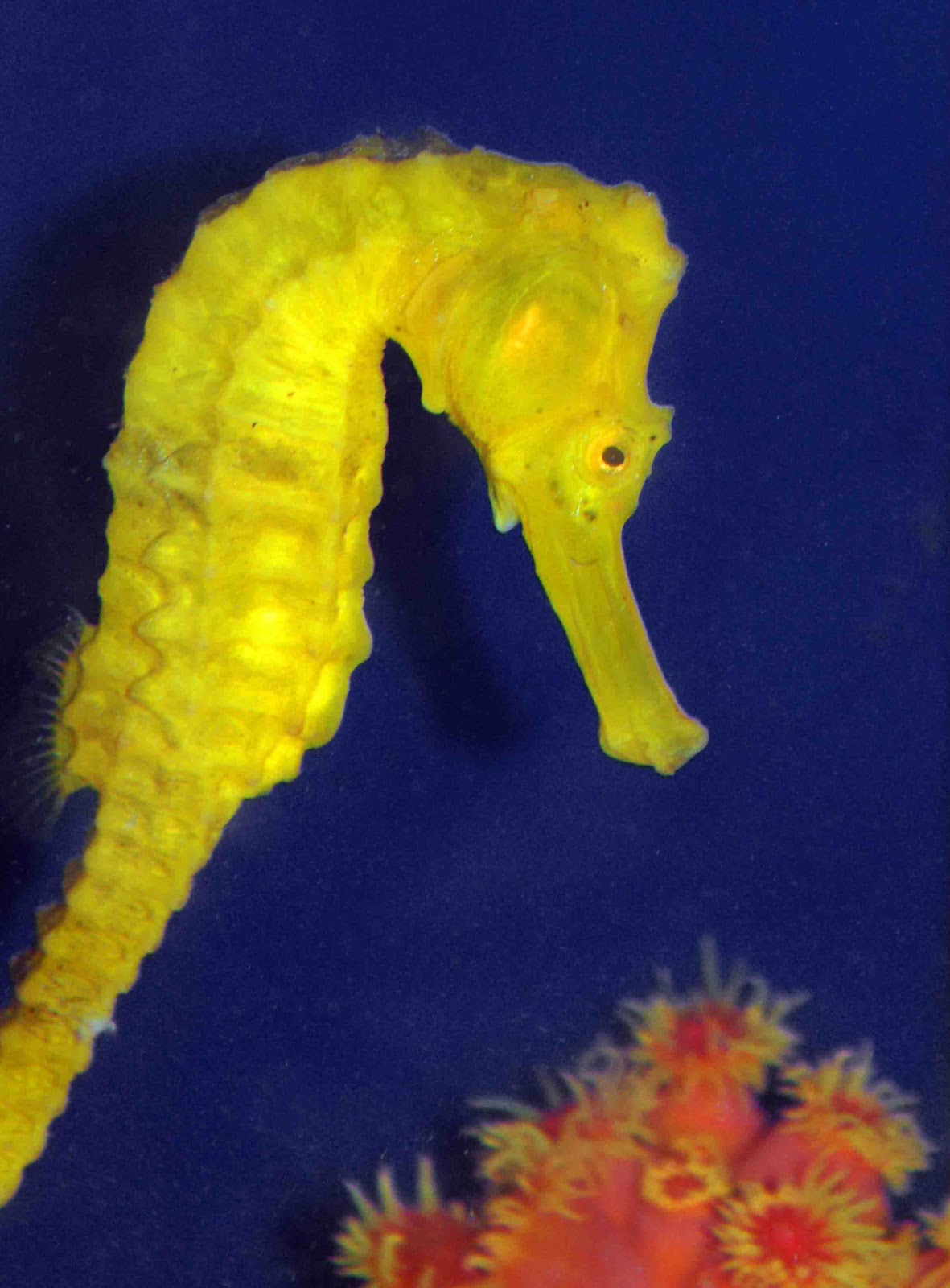 Divine Nature: Yellow Seahorse