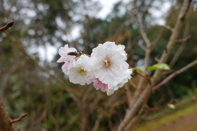 鳥取県西伯郡南部町鶴田　とっとり花回廊　桜の広場　ジュウガツザクラ（十月桜）