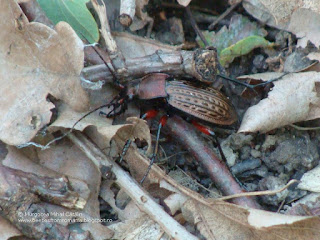 Carabus (Tachypus) cancellatus durus DSC122258