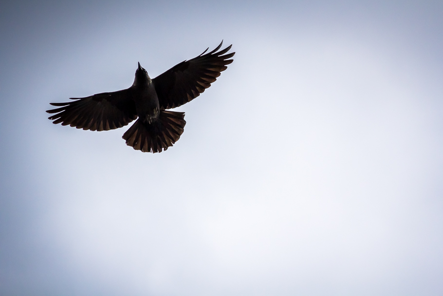 'A crow above me', de Carlos Larios