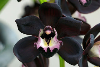 Gambar Bunga Anggrek Hitam (Black Orchid Flowers) 15000