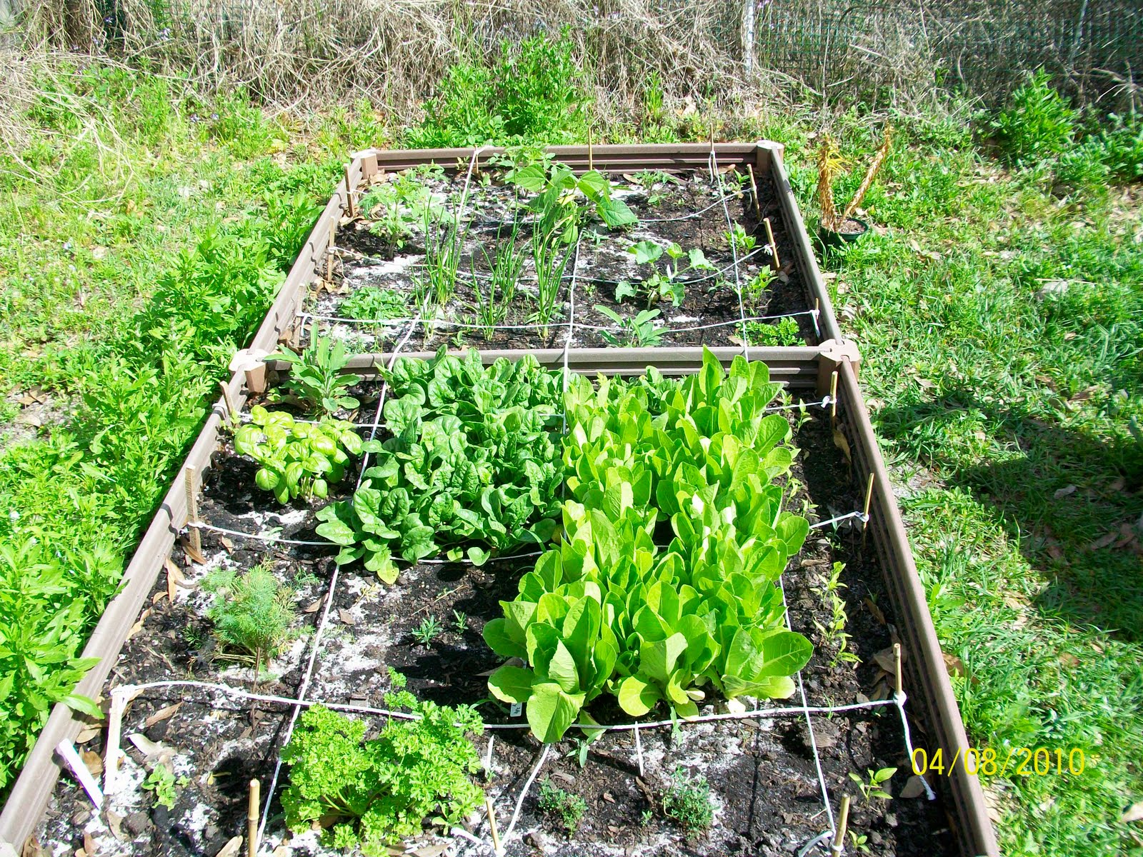 My Backyard Vegetable Garden