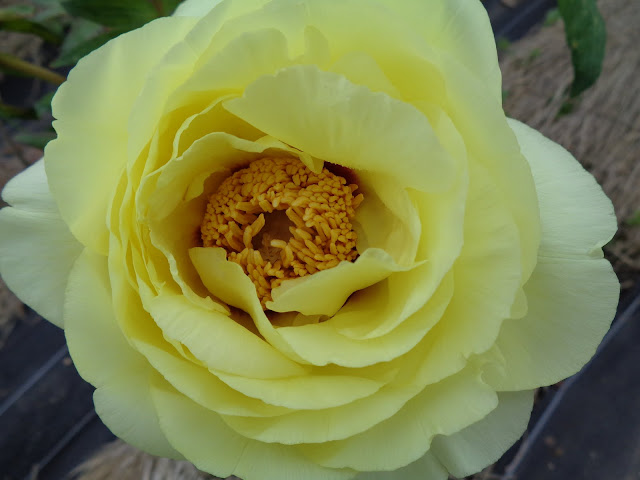 燕趙園の牡丹の花