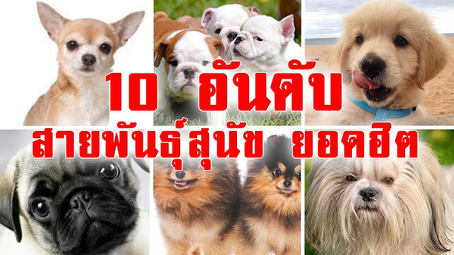 10 อันดับ สายพันธุ์สุนัข ยอดฮิต คนไทยนิยมเลี้ยง