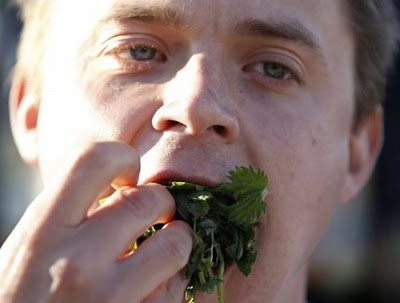 Leaf Eaters Compete for Nettle Eating Champion Seen On www.coolpicturegallery.net