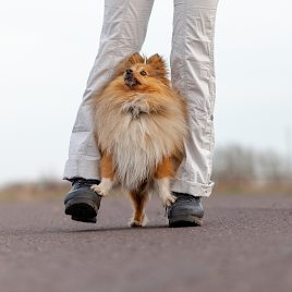 Sable and white Shetland Sheepdog inbetween owners legs, front paws on the humans feet