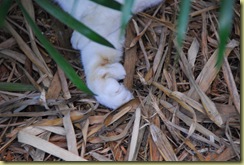 cat2