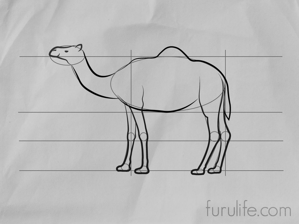 How to draw Camel - Step 6