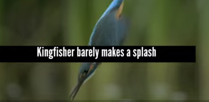 Almost all birds have forelimbs modified as wings, but not all birds can fly. In some birds, the wings have evolved into other structures. Birds are in the class Aves. All birds have the following key features: they are endothermic (warm-blooded), have two legs, and lay eggs.