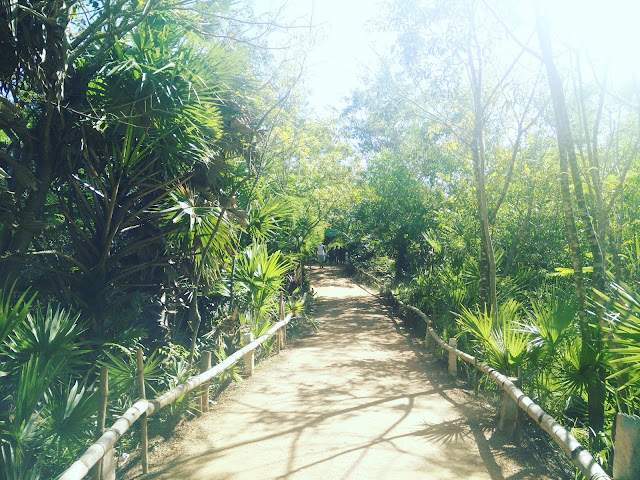 Taking a walk in the forest in Auroville