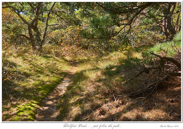 Wellfleet Ponds: ... just follow the path...