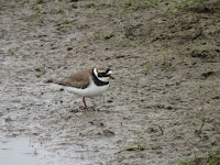 Ringed Plover