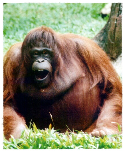  Gambar  Orang Utan Dunia Binatang