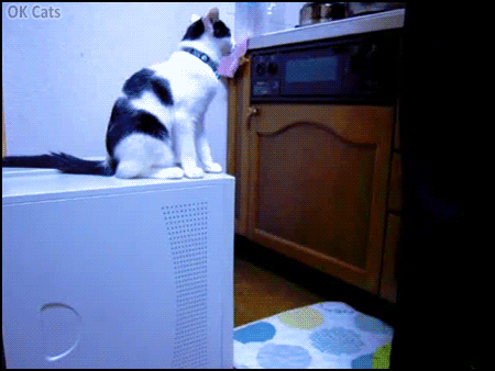 Funny Cat GIF • Jerk cat trolling 2 other cats. This is a hilarious false accusation case! [ok-cats.com]